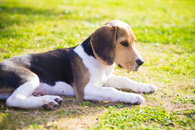 Cane della zampa del cane da lepre che mette su erba