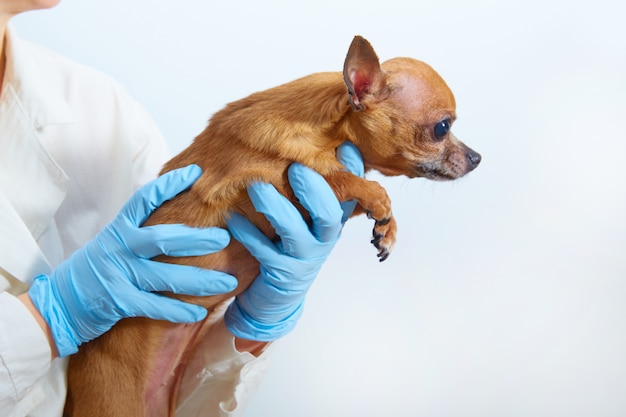 Cane delle mani di un primo piano veterinario.