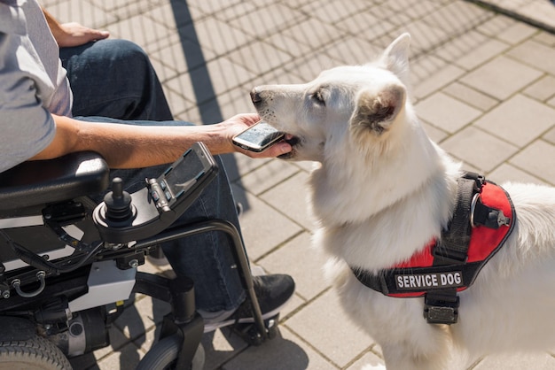 Cane di assistenza che aiuta un uomo disabile a recuperare un telefono cellulare caduto