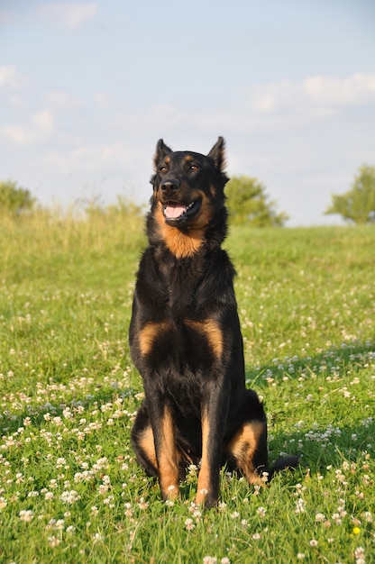 Cane di Beauceron fuori sul campo di verde della natura