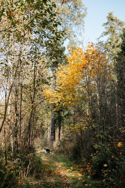 Cane di border collie bianco e nero nella foresta di autunno