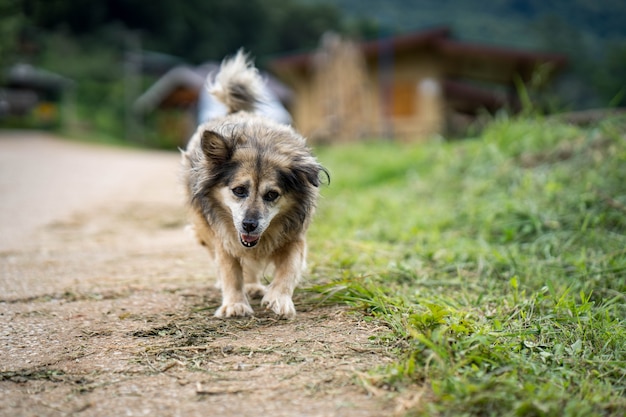 Cane di campagna in giro