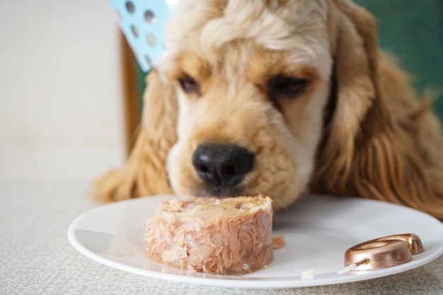 Cane di compleanno. Cocker Spaniel americano