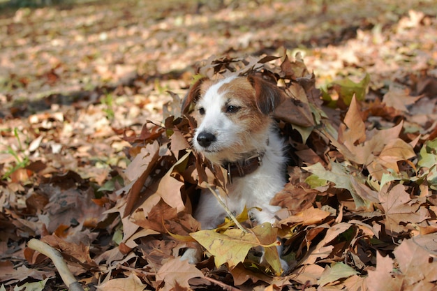 CANE DI JACK RUSSELL CHE GIOCA CON LE FOGLIE VARIOPINTE DI AUTUNNO