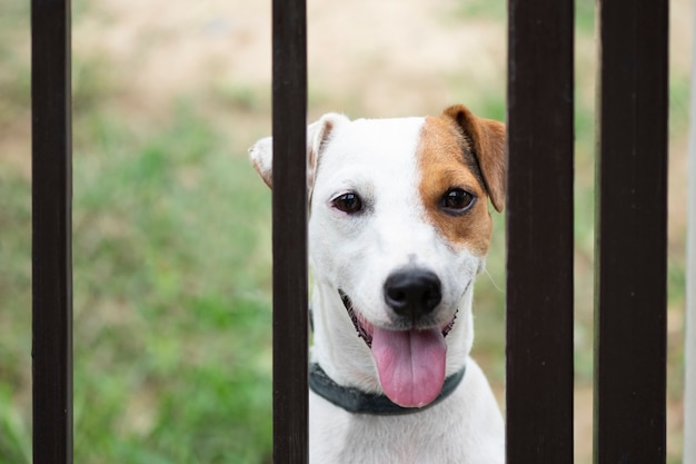 Cane di Jack russell dietro il recinto di metallo