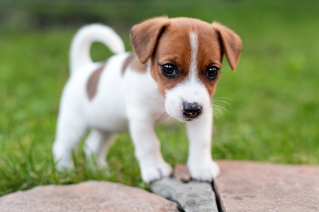 Cane di Jack russell sul prato dell'erba. Il piccolo cucciolo cammina nel parco, l'estate