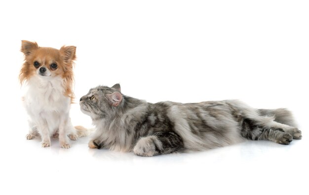 cane di maine coon gatto andchihuahua