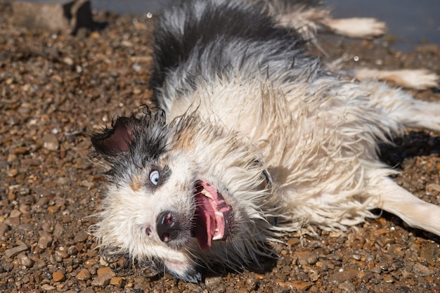 Cane di merle blu del pastore australiano bagnato pazzo sveglio che si trova nella sabbia, dopo la nuotata nell'estate del fiume Spruzzi d'acqua. Divertiti con gli animali domestici in spiaggia. Viaggia con animali domestici.