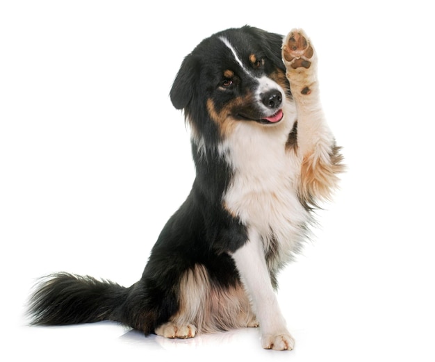 Cane di montagna bernese su sfondo bianco