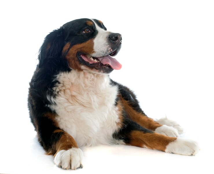 Foto cane di montagna bernese
