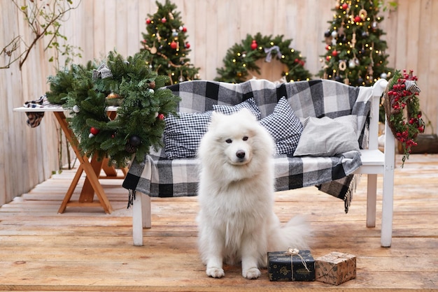 Cane di Natale Decorazioni per esterni all'aperto Celebrazione Capodanno e Natale Vacanze invernali