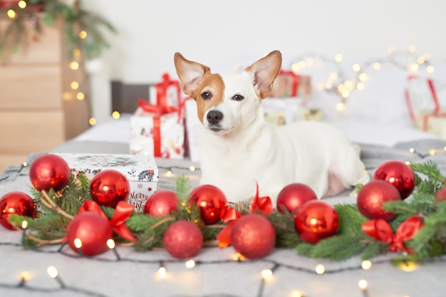 Cane di Natale Jack Russell sul letto nell'arredamento di Capodanno
