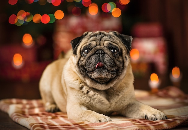 Cane di pechinese rosso triste a colori le luci di Natale