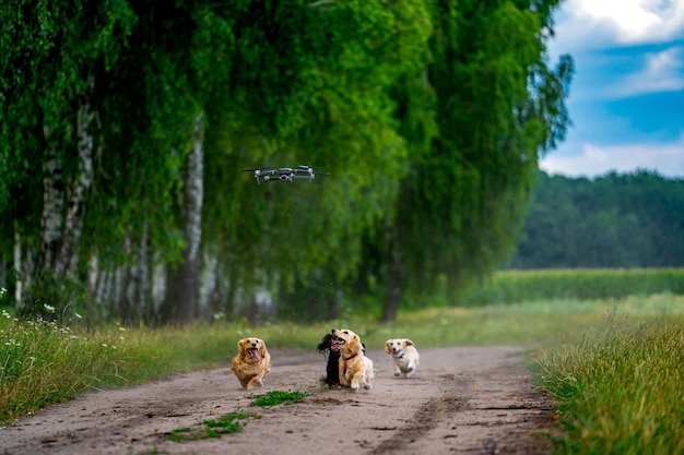 Cane di piccola razza che corre all'aperto Passeggiata felice di un cane Cane su sfondo naturale Razze di piccola taglia