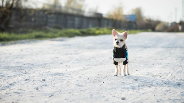 Cane di piccola taglia in vestiti per cani Abbigliamento per animali Cane carino su una strada sterrata Cammina con il cane