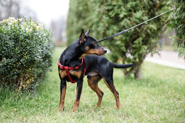 Cane di Pinscher miniatura che sta sull'erba