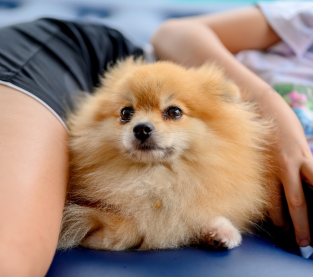 Cane di Pomerania con persone. Cucciolo di cane, animale e animale domestico in casa
