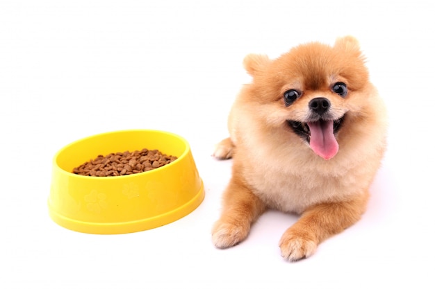 Cane di Pomeranian e cibo per cani e fondo bianco.