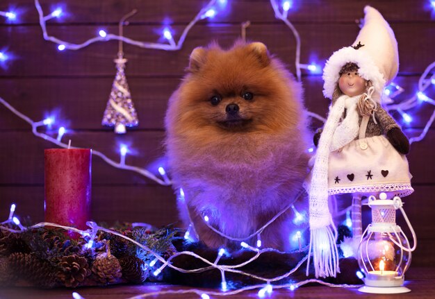 Cane di Pomeranian nelle decorazioni di natale su fondo di legno. Cane di natale. Felice anno nuovo