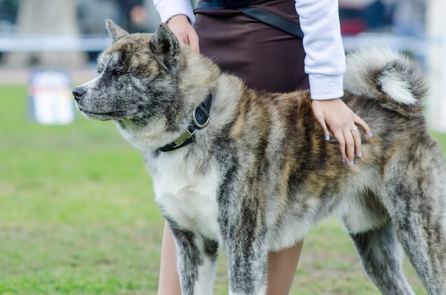 Cane di razza Akita Inu accanto alla sua hostess al Dog Show