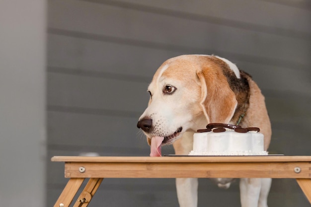 Cane di razza Beagle che mangia una deliziosa torta cibo per cani panetteria per cani