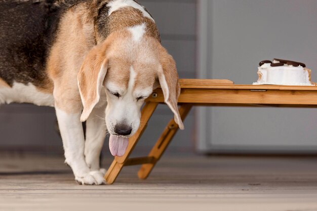 Cane di razza Beagle che mangia una deliziosa torta cibo per cani panetteria per cani