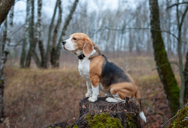 Cane di razza Beagle divertente seduto su un ceppo nel parco in autunno