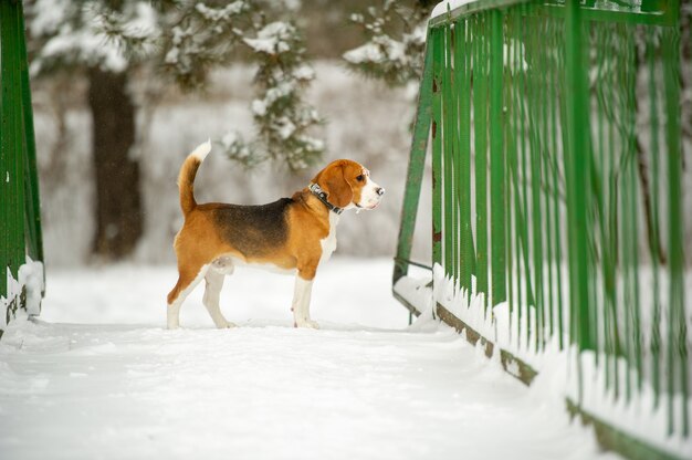 Cane di razza Beagle in inverno gioca nella neve all'aperto.