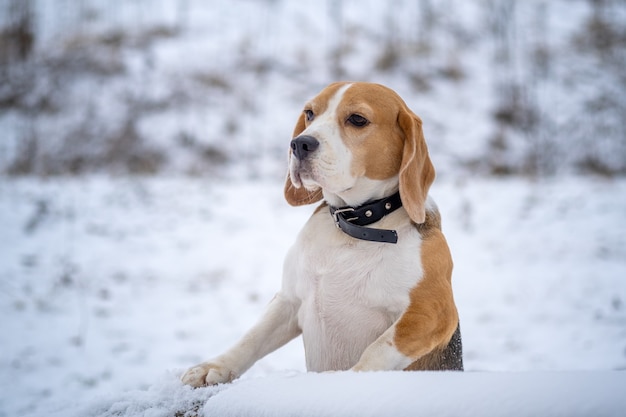 Cane di razza Beagle per una passeggiata nella neve invernale