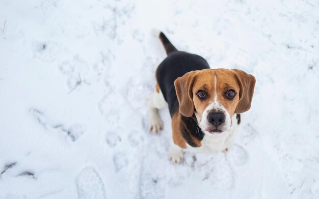 Cane di razza Beagle seduto nella neve sul prato invernale