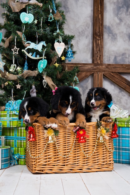 Cane di razza Bernese Mountain cucciolo, Natale e Capodanno