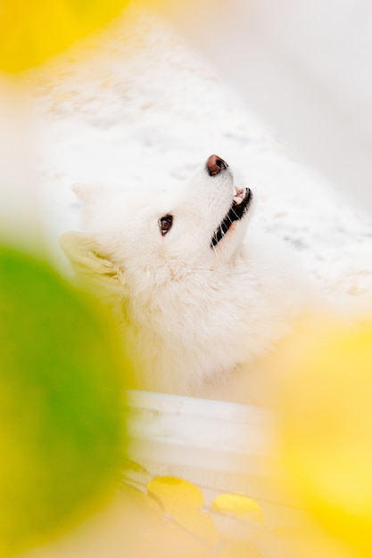 Cane di razza bianco che si siede sulla neve in una foresta. Animali divertenti