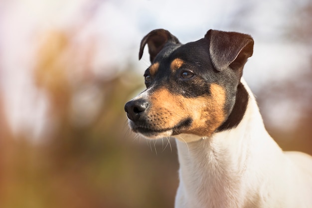 cane di razza Bodeguero Andaluz in natura