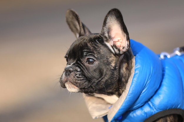 cane di razza bulldog francese per una passeggiata