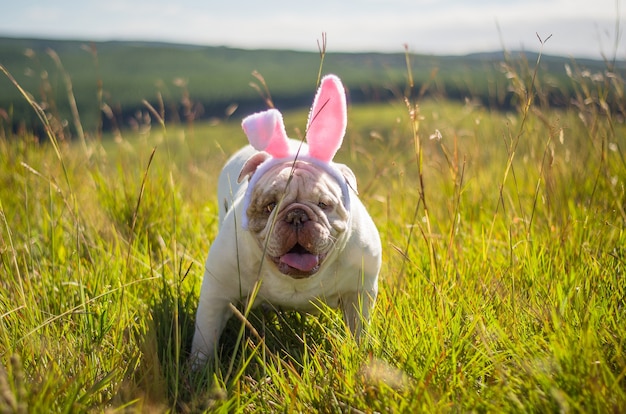 Cane di razza bulldog inglese vestito come coniglietto di Pasqua