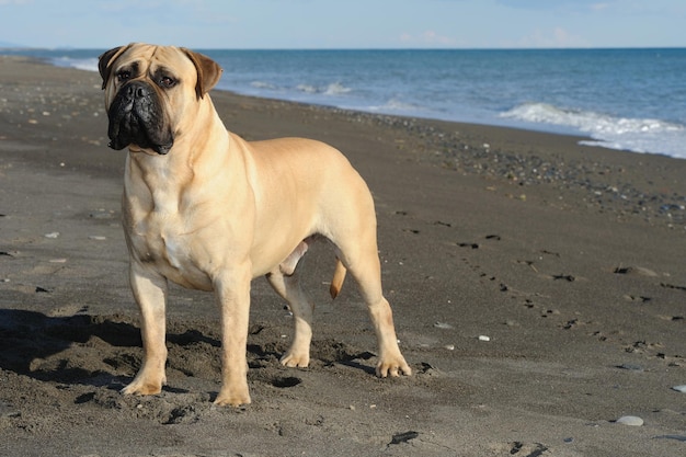 Cane di razza Bullmastiff in piedi sulla sabbia in spiaggia