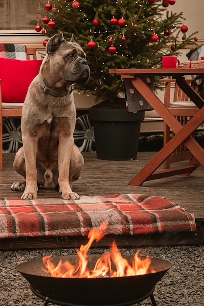 Cane di razza Cane Corso durante le vacanze di Capodanno Vacanze di Natale in camper Il cane vicino all'albero di Natale ha ricevuto un regalo sotto forma di dolcetti