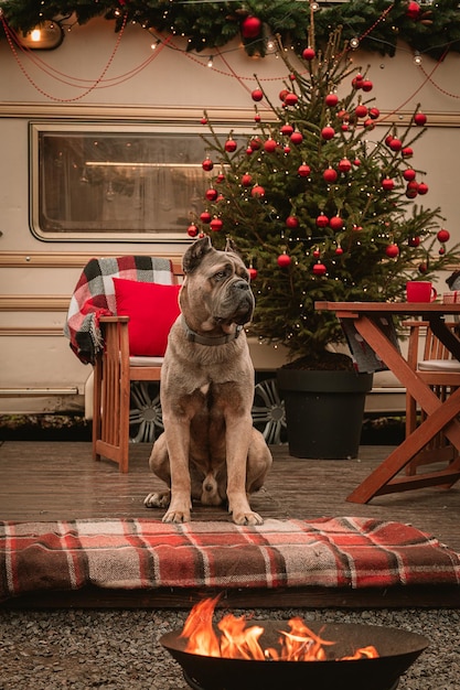 Cane di razza Cane Corso durante le vacanze di Capodanno Vacanze di Natale in camper Il cane vicino all'albero di Natale ha ricevuto un regalo sotto forma di dolcetti