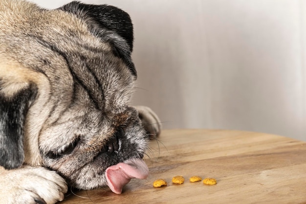 Cane di razza carlino con viso adorabile che cerca di prendere cibo. Cane che guarda il cibo. Cane che mangia.