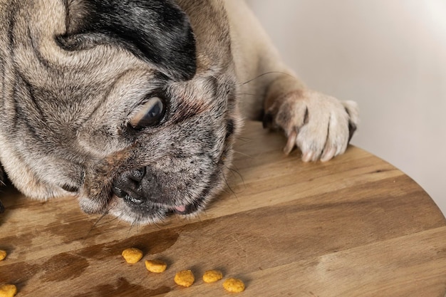 Cane di razza carlino con viso adorabile che cerca di prendere cibo. Cane che guarda il cibo. Cane che mangia.