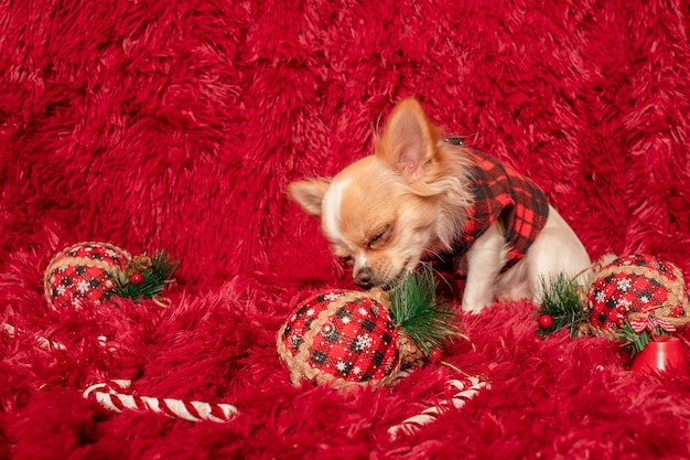 Cane di razza Chihuahua a pelo lungo bianco sullo sfondo di un soffice plaid e dei giocattoli di Capodanno.