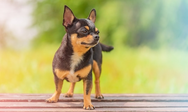 Cane di razza Chihuahua di colore nero focato su fogliame verde. Foto con messa a fuoco morbida.