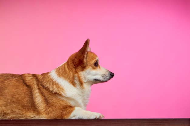 Cane di razza corgi felice sdraiato su uno sfondo rosa colorato