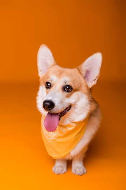 cane di razza Corgi in una bandana gialla sull'arancia