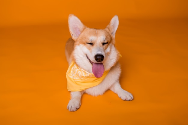 cane di razza Corgi in una bandana gialla sull'arancia