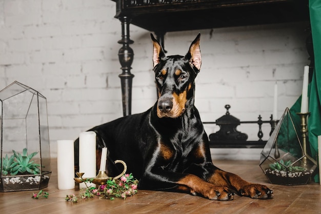 Cane di razza Doberman seduto in un bellissimo interno classico con tende e candele