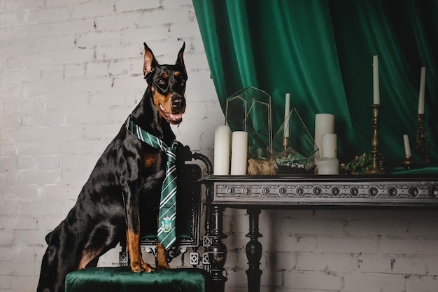 Cane di razza Doberman seduto in un bellissimo interno classico con tende e candele