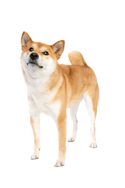 Cane di razza giapponese Shiba Inu