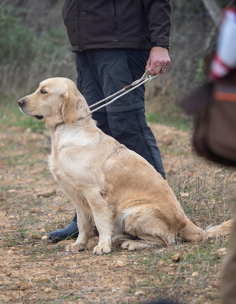 Cane di razza Golden Retriever seduto al guinzaglio accanto al suo proprietario