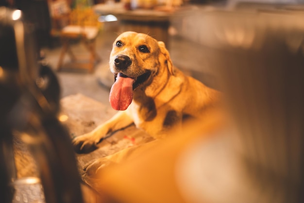 Cane di razza Golden Retriever seduto nel soggiorno di casa